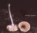 Pluteus thomsonii-amf1484-1